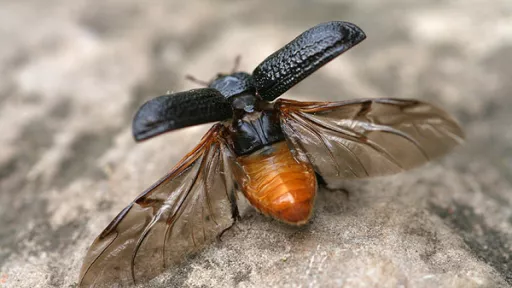 putukas