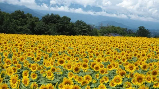 Flowers on field
