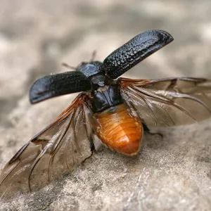putukas