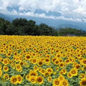 Flowers on field