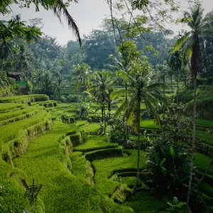 Bali