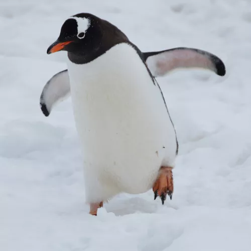 Pingviin