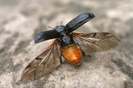 putukas