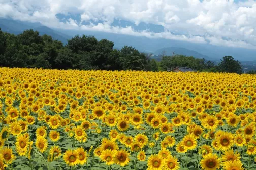 Flowers on field