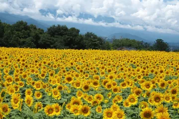 Flowers on field