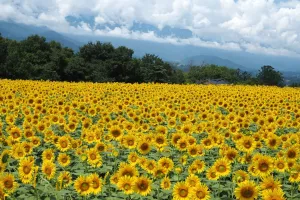 Flowers on field